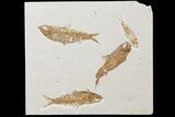 Four Knightia Fossil Fish - Wyoming #95629-2